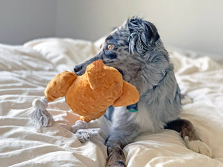 Turkey Dog Toy