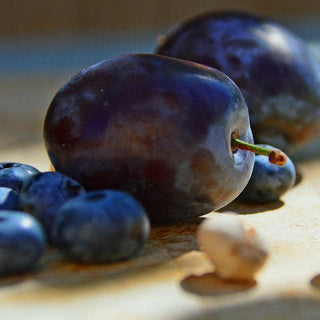 Sugar Plum Fairies - 16 oz. Goat's Milk Foaming Hand Soap